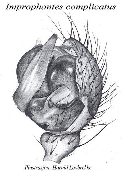 Datei:Improphantes complicatus palp HLovbrekke.jpg