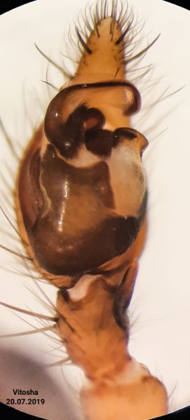 Datei:Inermocoelotes kulczynskii pedipalp ventral.jpg