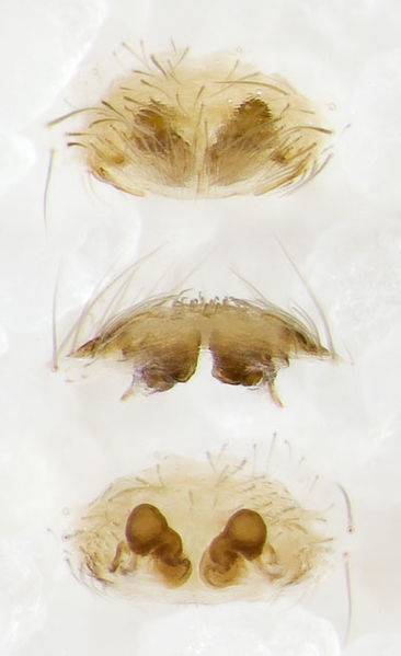 Datei:Malthonica-oceanica Portugal-Altduene 12-04 02-Epig-Vulva.jpg