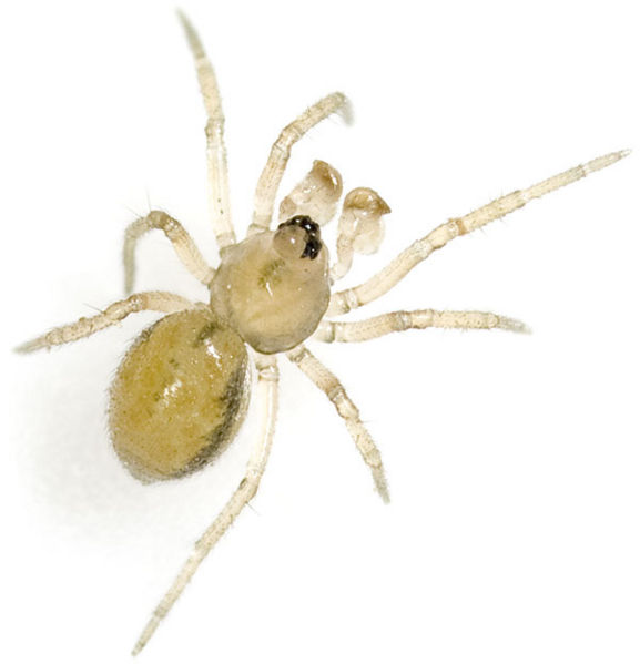 Datei:Marginella Kesslar 08-03 01.jpg