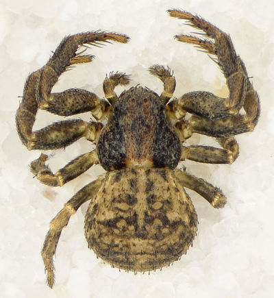 Oxyptila-pullata Schmieden 09-03 02.jpg