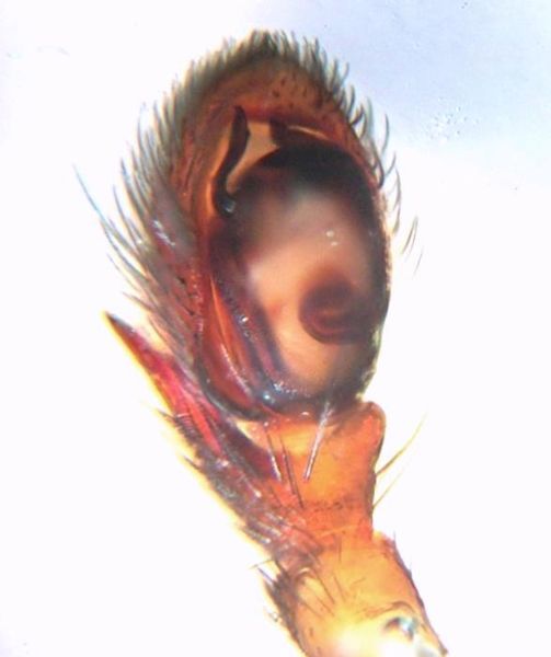 Datei:Zelotes electus pp1.jpg