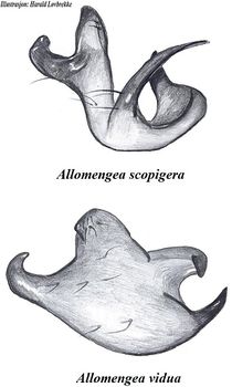 Allomengea vidua A scopigera paracymbium HLovbrekke.jpg