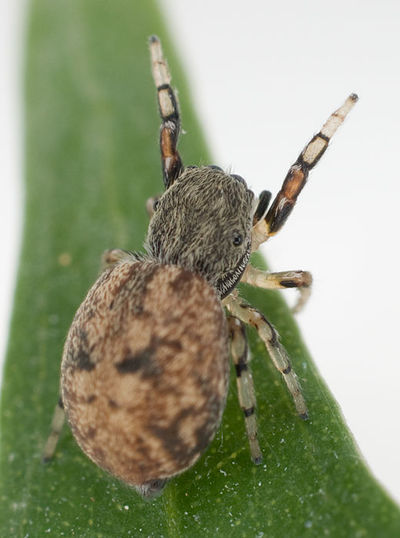 Ballus chalybeius mhohner.jpg