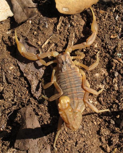 Datei:Buthus o. Algarve Oertel 3.jpg