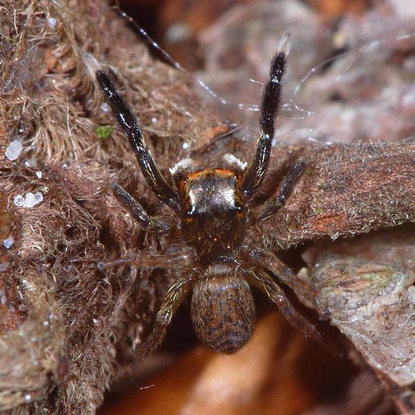 Datei:Euophrys frontalis m.JPG