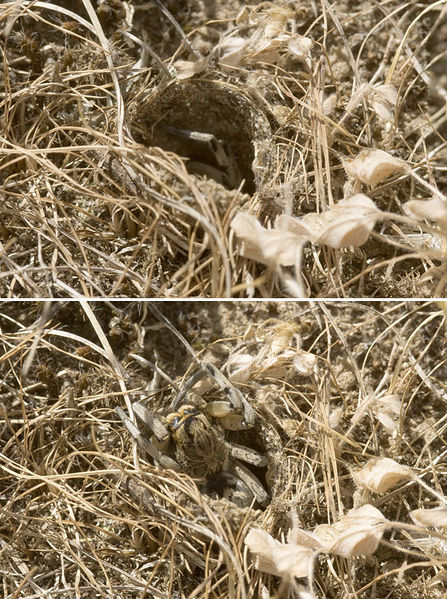 Datei:Geolycosa-vultuosa Ungarn-Szentendre 09-05 05.jpg