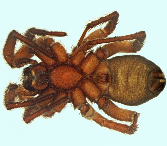 Datei:Gnaphosa tigrina female 20170921111635-a55e3fa2-me.jpg