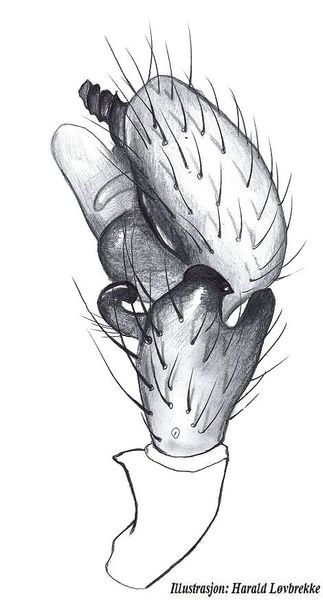 Datei:Hylyphantes graminicola palp HLovbrekke.jpg