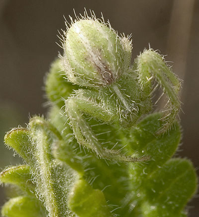 Melottei BFrankenh 04-2007 02.jpg