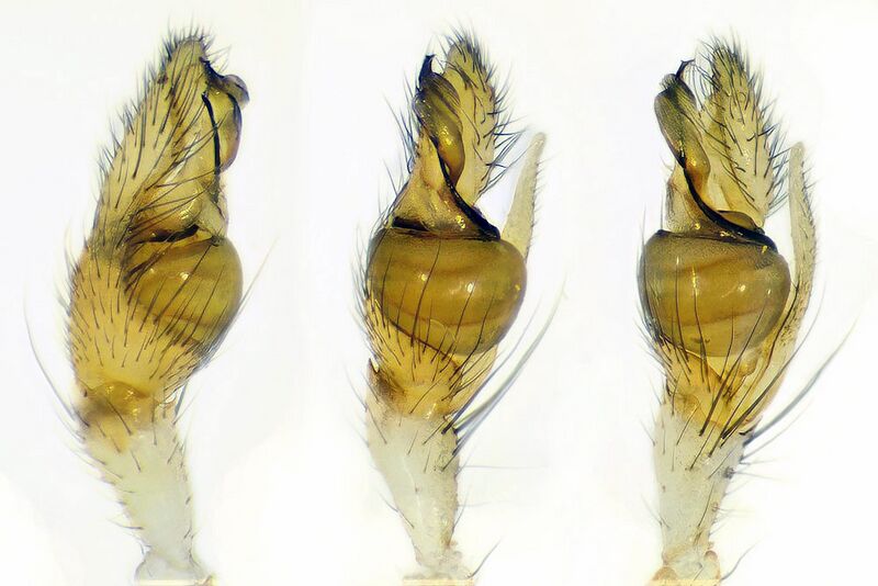 Datei:Pachygnatha-degeeri palp.jpg