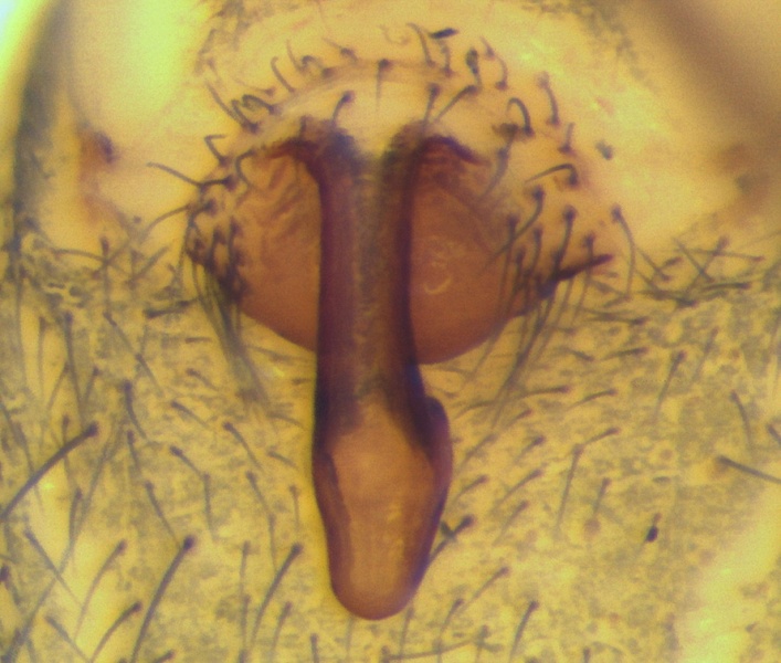 Datei:Palliduphantes sanctivincenti Epigyne 20130329175426-cbca347e-me.jpg