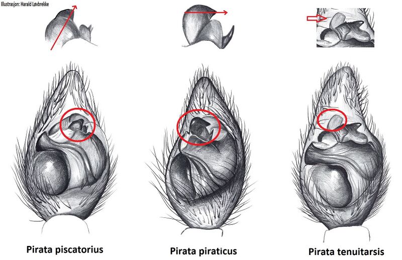 Datei:Pirata male palp W HLovbrekke.jpg