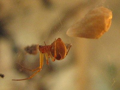 Achaearanea lunata Kokon.jpg