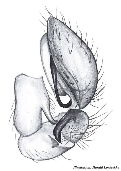 Datei:Antistea elegans palp side HLobrekke.jpg