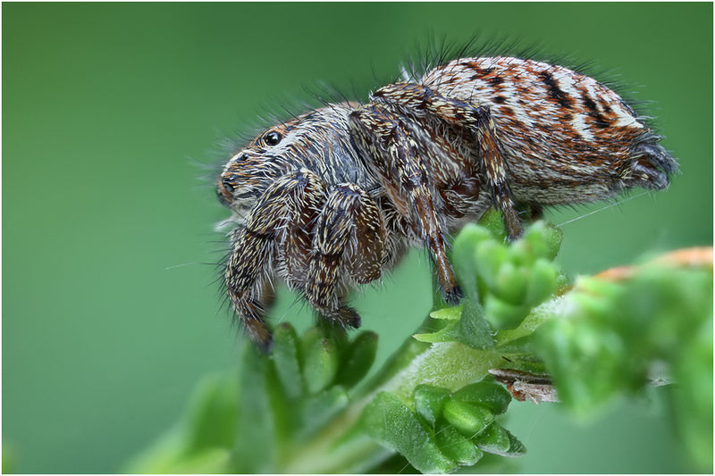 Datei:Evarcha michailovi female lateral Schaefer.jpg