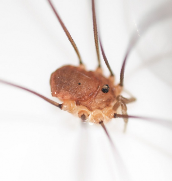 Datei:Leiobunum rumelicum lateral macro.jpg