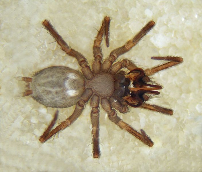 Datei:Mastigusa macrophthalma, male venter 2.jpg