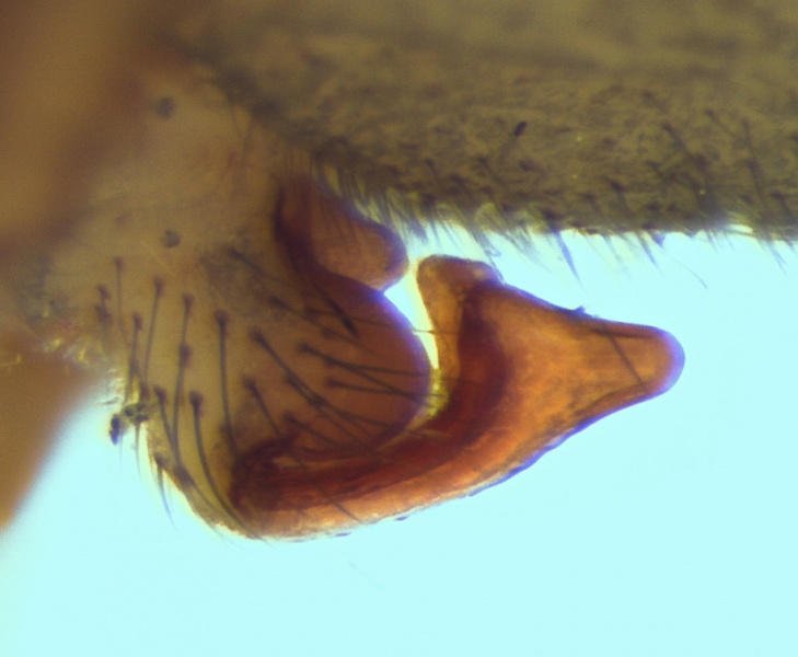 Datei:Palliduphantes sanctivincenti Epigyne 20130329175430-e0124e29-me.jpg