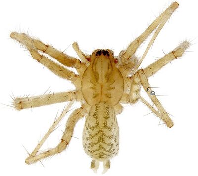 Tegenaria lapicidinarum-BLN-Kieljorn-male.jpg