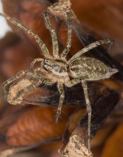 Allagelena gracilens W 8-02366.jpg