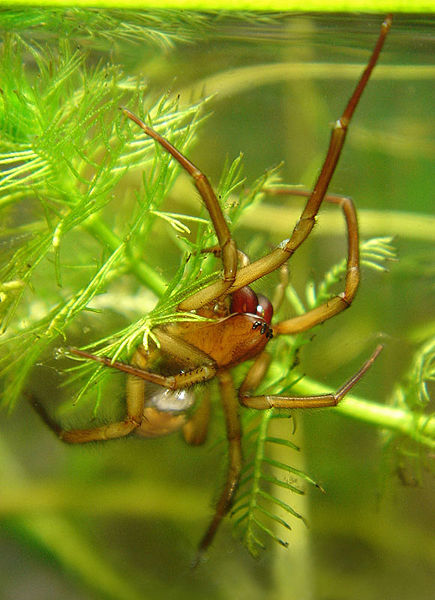 Datei:ArgAquM2 N-Schuller.jpg