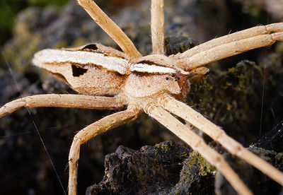 Cladycnis-insignis Teneriffa-Caldera 15-10 04 samale.jpg