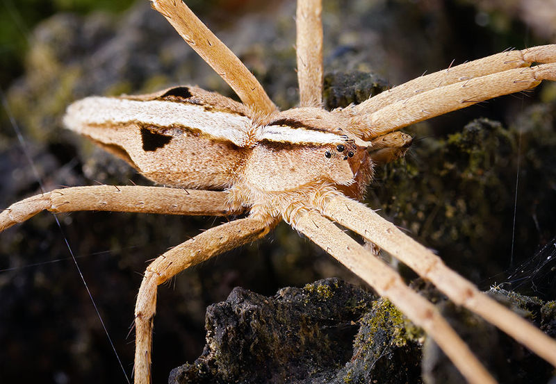 Datei:Cladycnis-insignis Teneriffa-Caldera 15-10 04 samale.jpg