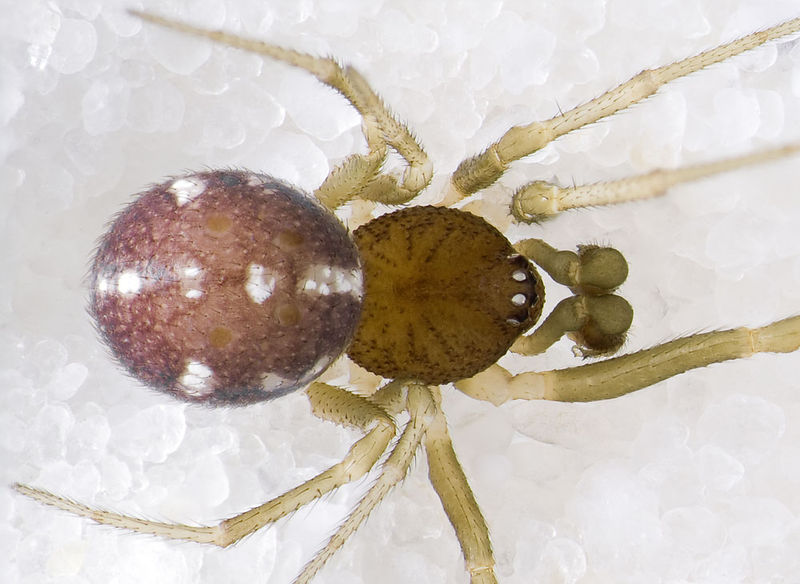 Datei:Crustulina-scabripes Sardinien-IsolaCaprera 13-05 01-male.jpg