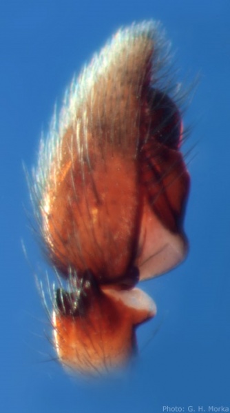 Datei:Echemus angustifrons palp sideview 400.jpg