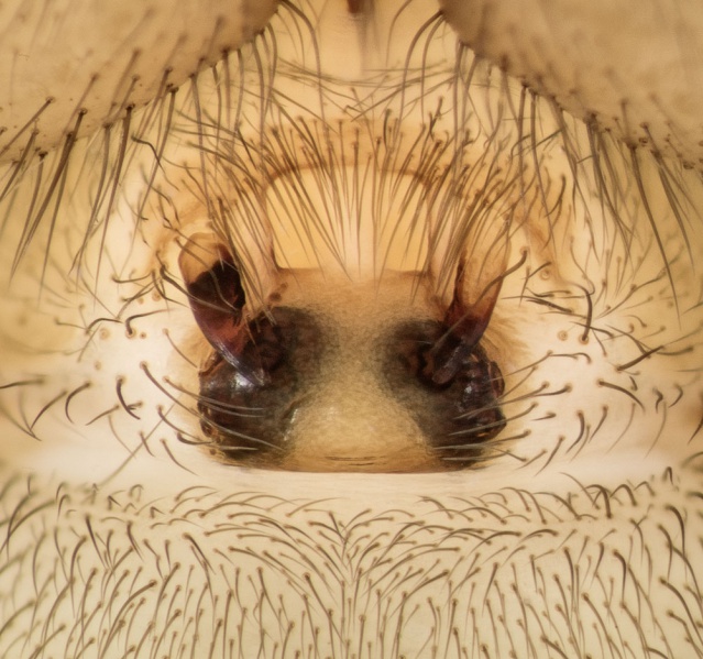 Datei:Inermocoelotes-jurinitschi Bulgarien-Vitoscha 16-08 01-Epig.jpg