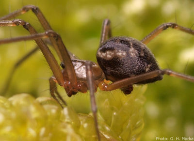 P1017744 Abiskoa abiskoensis sideview 600.jpg
