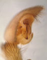 Pedipalpus lateral (rechts)
