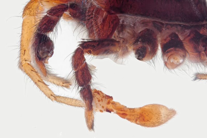 Datei:Pardosa pullata aberrant3 dxo.jpg