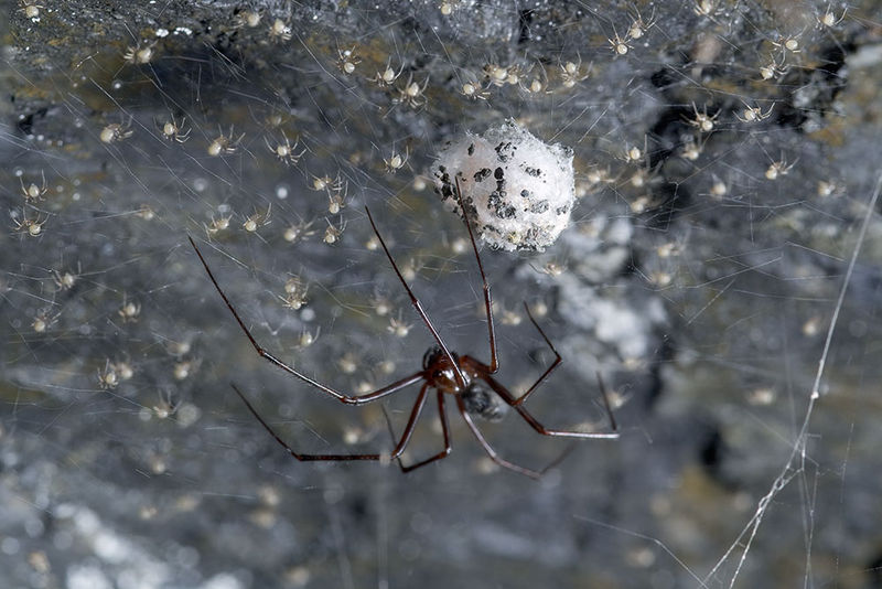 Datei:Pimoa-rupicola Alpen-ValLemina 14-09 02.jpg
