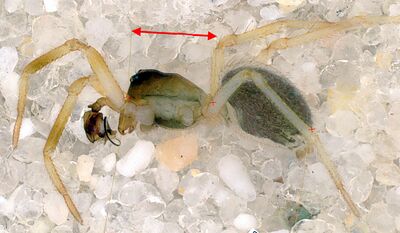 Pocadicnemis carpatica.jpg