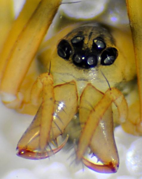 Datei:Poeciloneta variegata f frontal-70.jpg