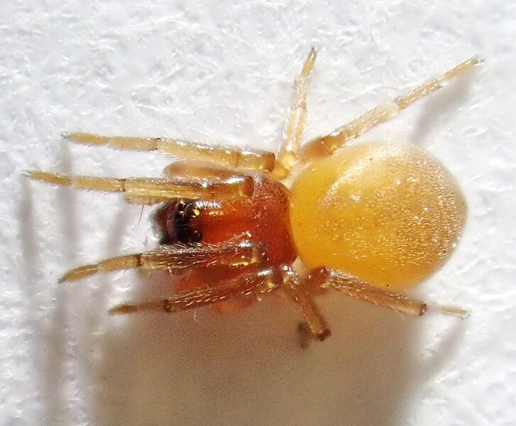 Datei:Trachelas minor 3.jpg