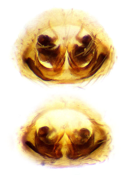 Datei:Evarcha laetabunda Epi Freudenschuss Bosnien.jpg