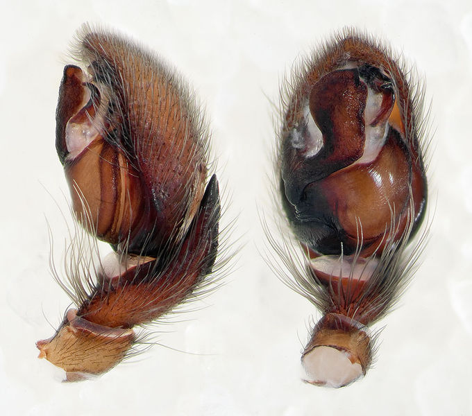 Datei:Haplodrassus-silvestris Weimar-5034 14-06 04-Ped.jpg