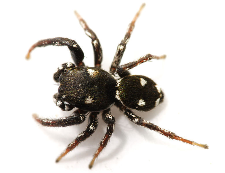 Datei:Heliophanus apiatus male Pfliegler.JPG