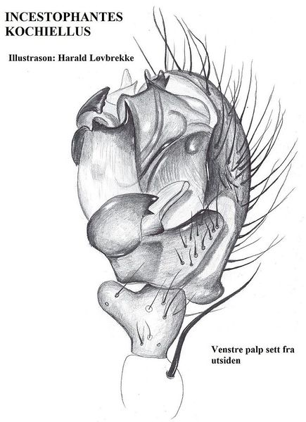 Datei:Incestophantes kochiellus li palp HLovbrekke.jpg