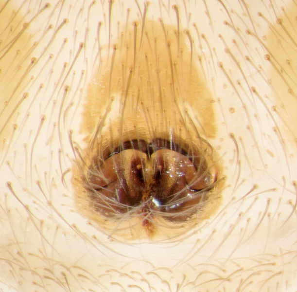 Datei:Macarophaeus-varius Teneriffa-Anaga-Grad 16-05 01-Epig.jpg