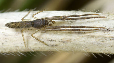 Monaeses-paradoxus Sardinien-DueneBach 13-04 03.jpg