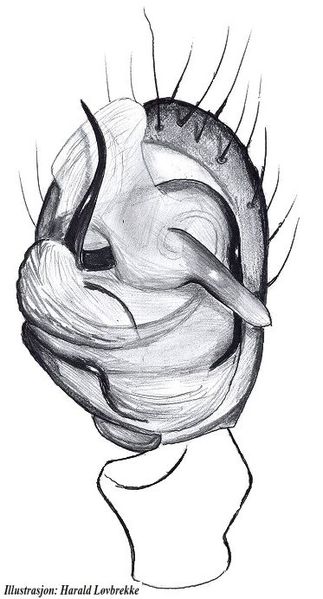 Datei:Pelecopsis parallela re palpeunderside HLovbrekke.jpg