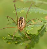 Phalangium opilio W 7-5049.jpg