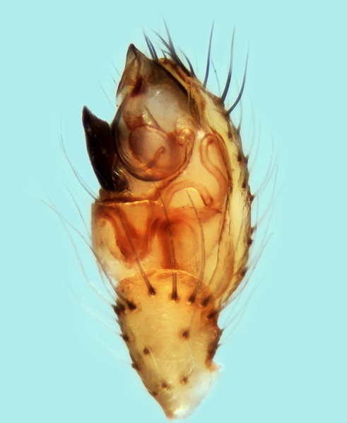 Datei:Theridion hemerobium Palpus 20170524200710-33fefa55-me.jpg