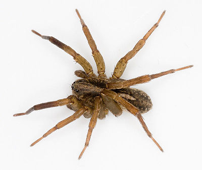 Trochosa ruricola M 8-04131.jpg