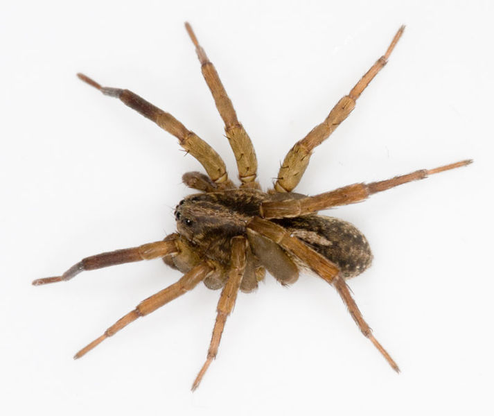 Datei:Trochosa ruricola M 8-04131.jpg