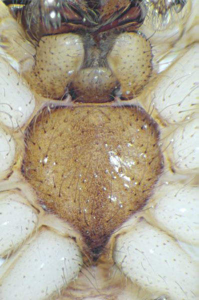Datei:A gracilens m sternum.jpg
